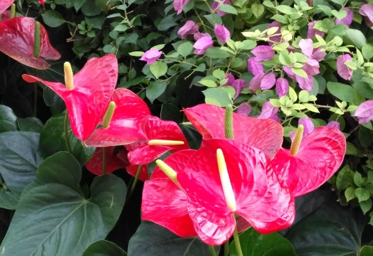 火鶴花不開花 火鶴花不開花