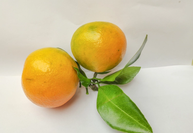 橘子熱量