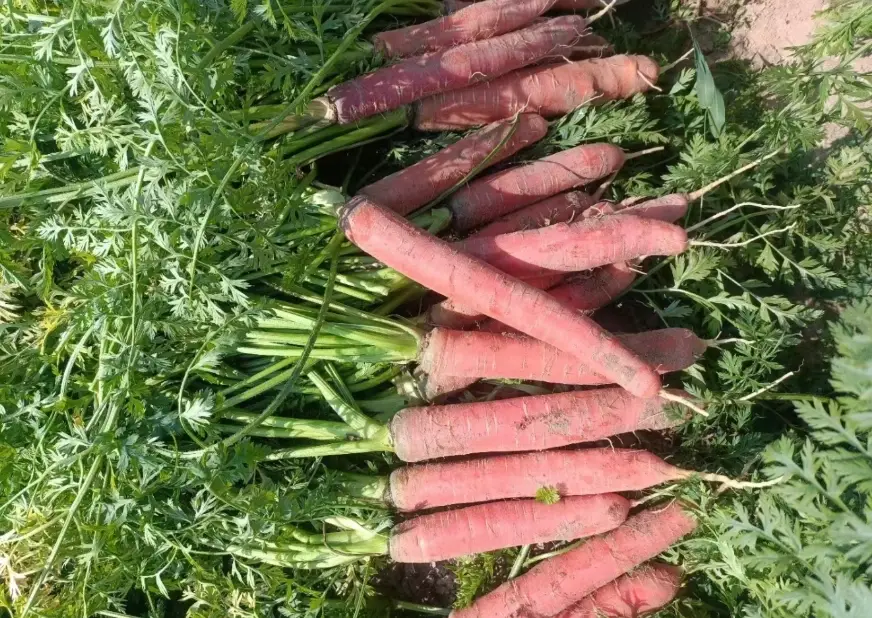 胡蘿蔔汁熱量 胡蘿蔔汁熱量