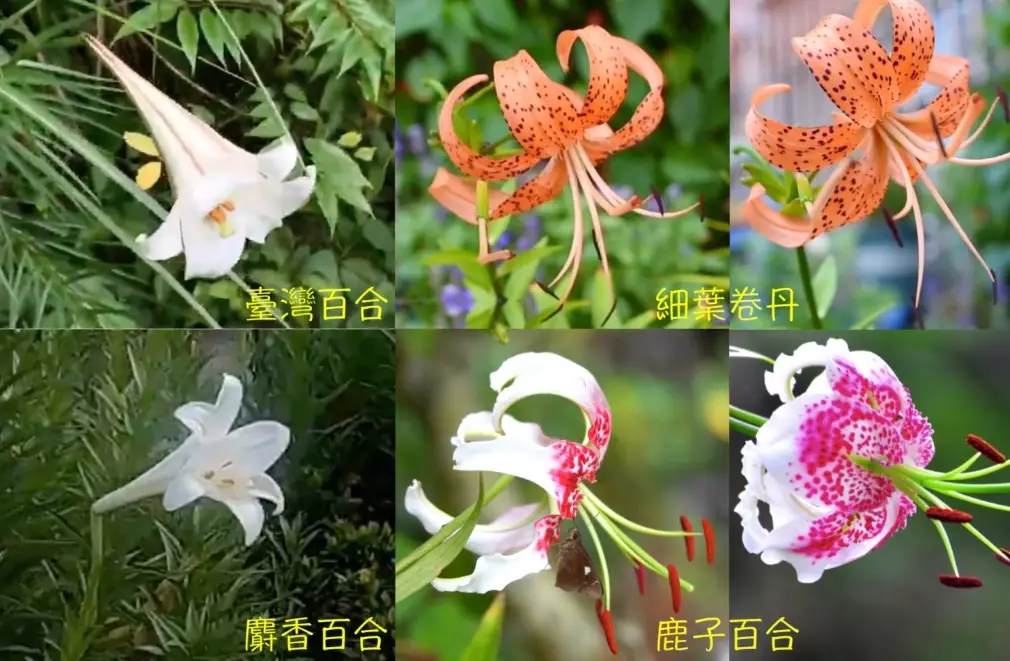 台灣百合