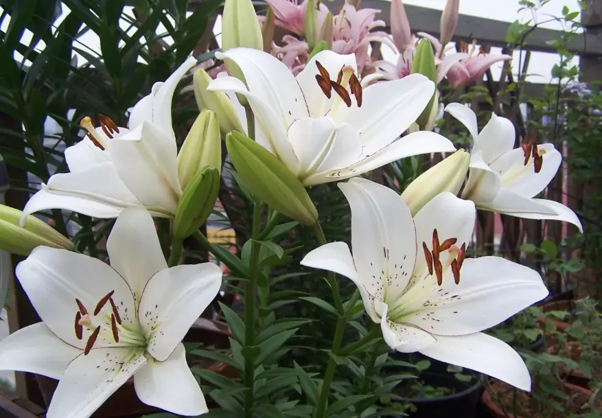 台灣百合