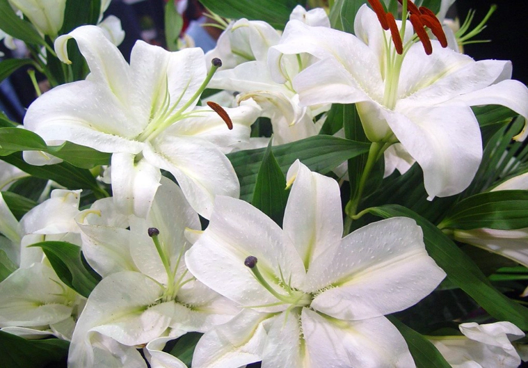 香水百合