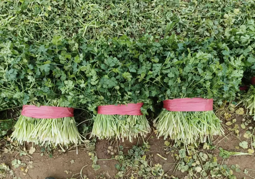 香菜不能跟什麼一起吃