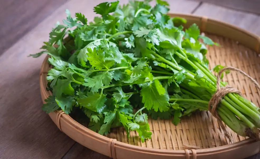 香菜不能跟什麼一起吃