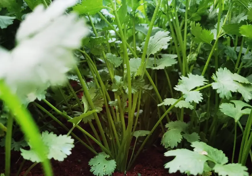 香菜過敏