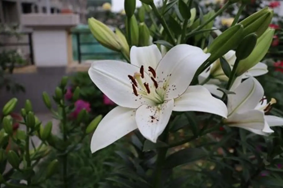 台灣百合