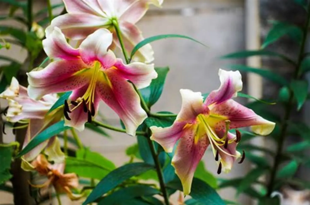 香水百合