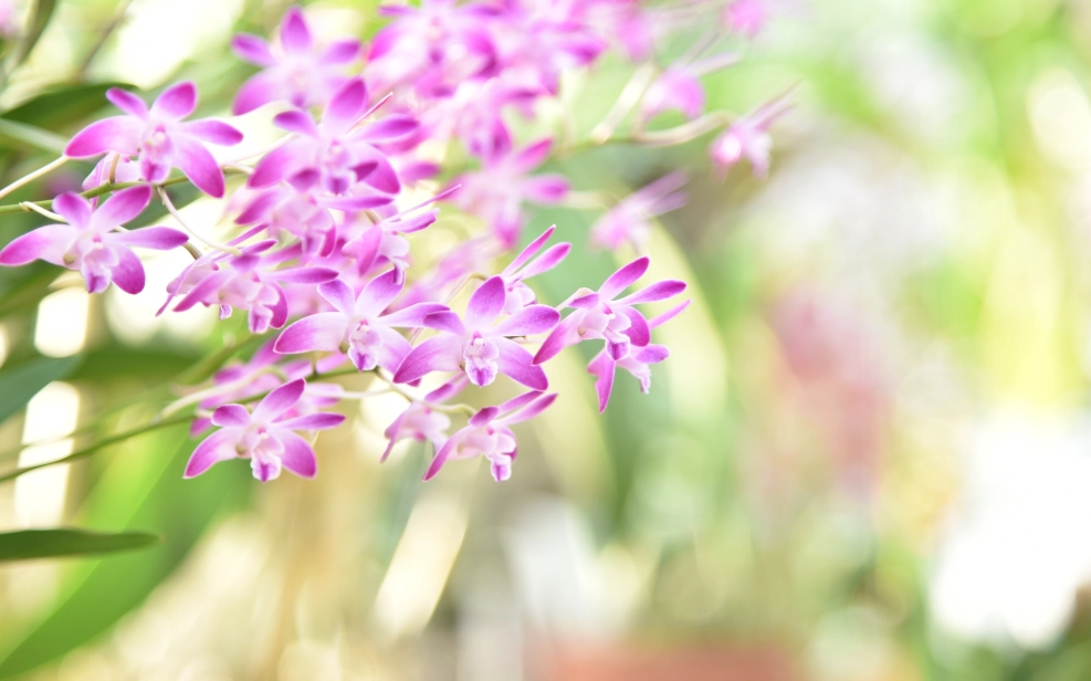 蘭花種類