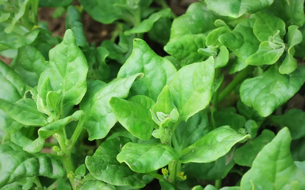 甜菠菜怎麼吃