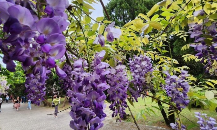 紫藤花養護 紫藤花養護