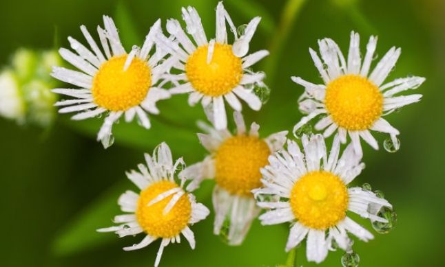 菊花 菊花