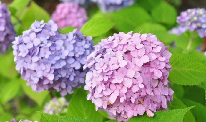 繡球花種植​