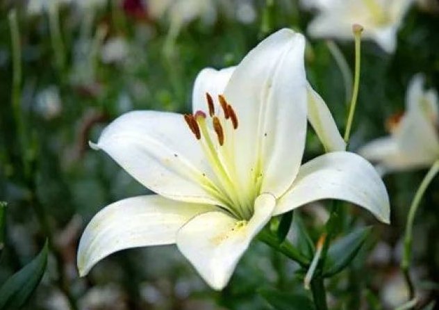 百合花花語 百合花花語