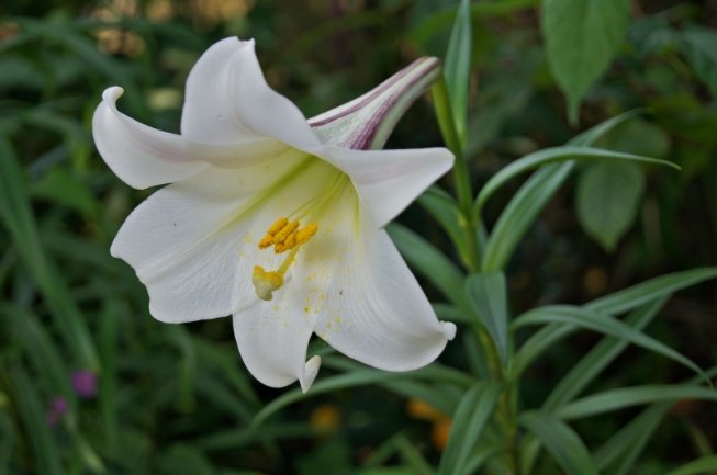 百合花品種 百合花品種
