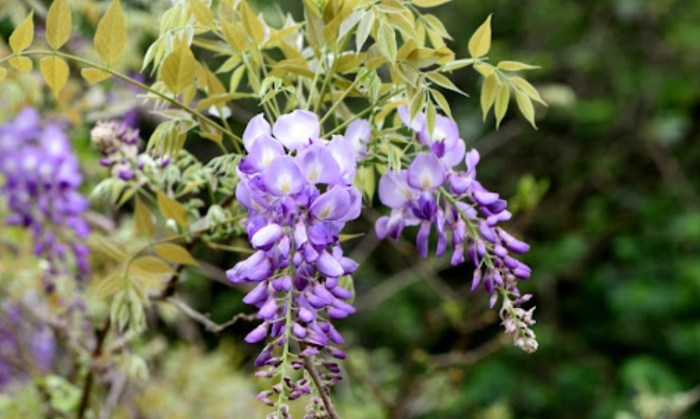 紫藤花