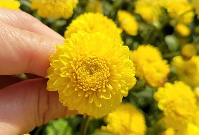 菊花種類 菊花種類