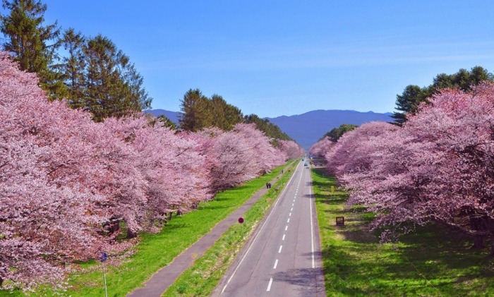 櫻花北海道