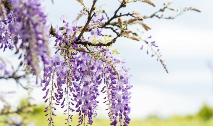 紫藤花種植 紫藤花種植