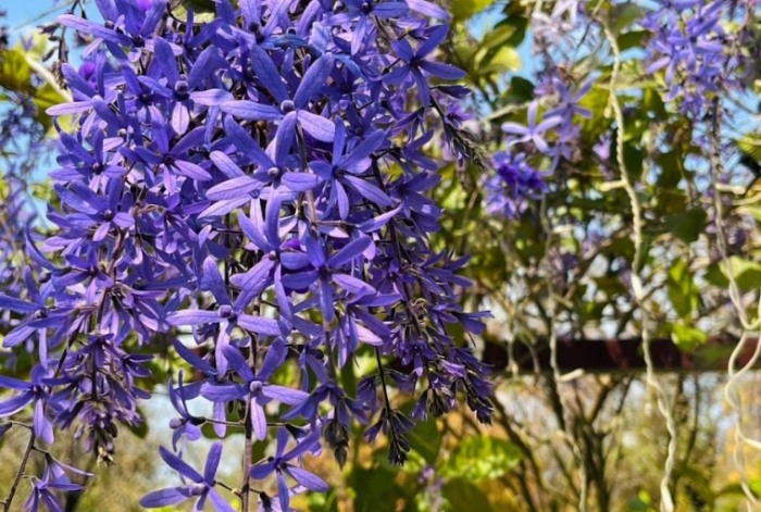 紫錐花功效 紫錐花功效