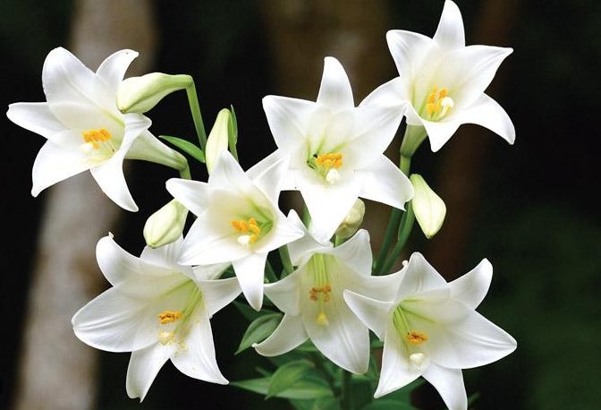 百合花功效 百合花功效