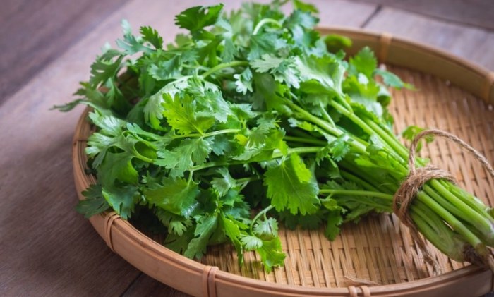 香菜種植 香菜種植