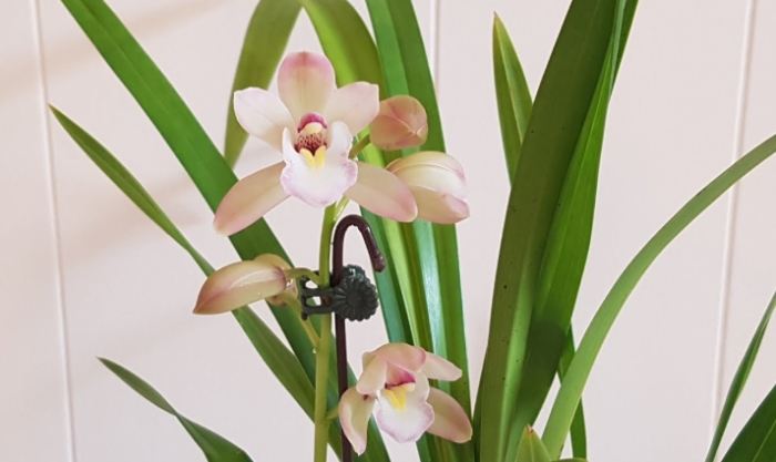 蘭花種類介紹 蘭花種類介紹