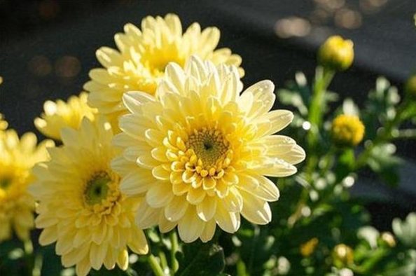 菊花花語 菊花花語
