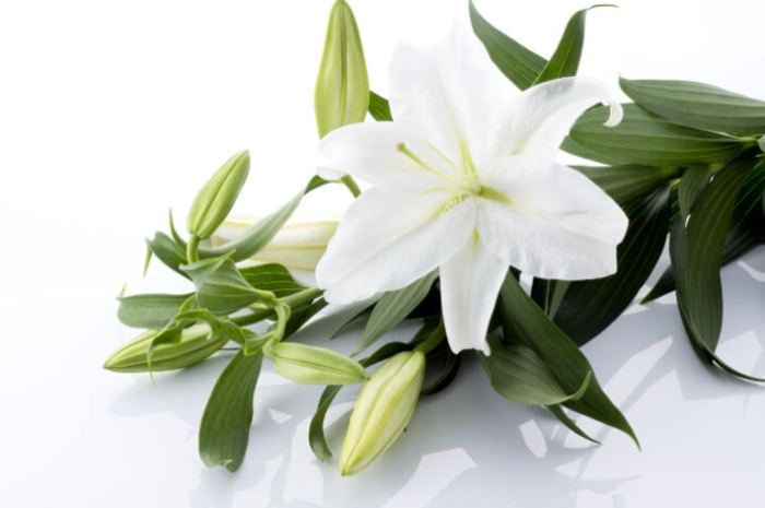 百合花種植 百合花種植