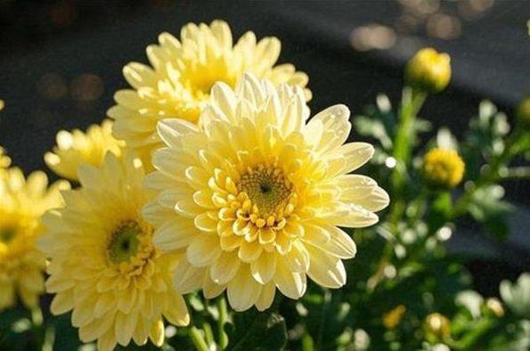 菊花 菊花