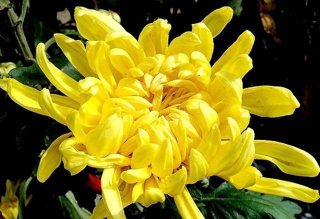 菊花功效 菊花功效