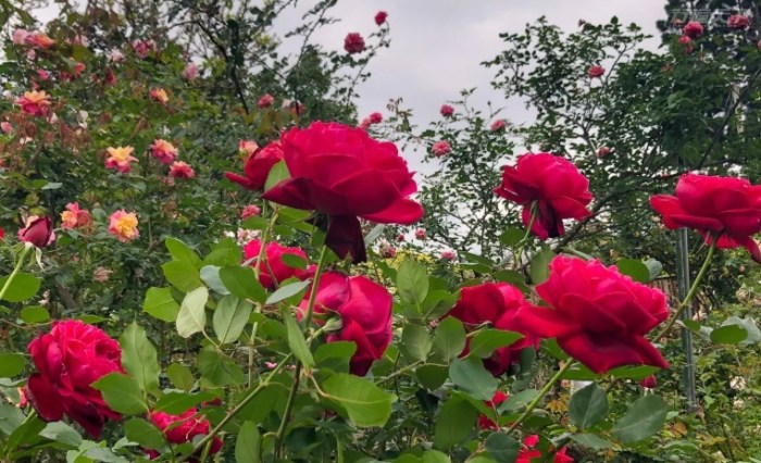 玫瑰花種植
