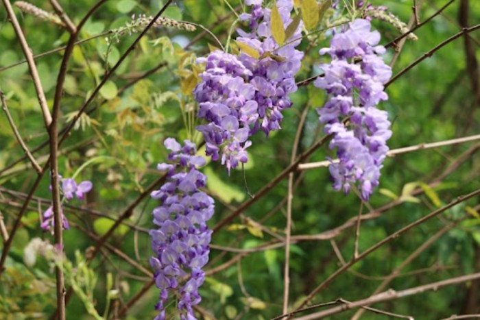 紫藤花種植 紫藤花種植