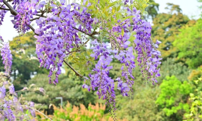 紫藤花花語 紫藤花花語