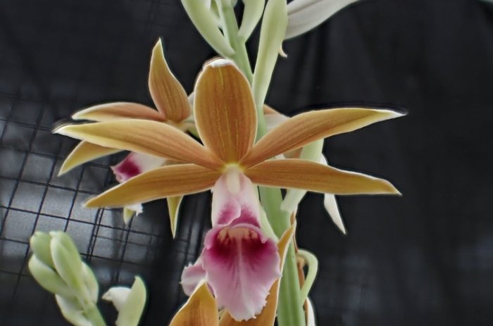 蘭花種類介紹 蘭花種類介紹