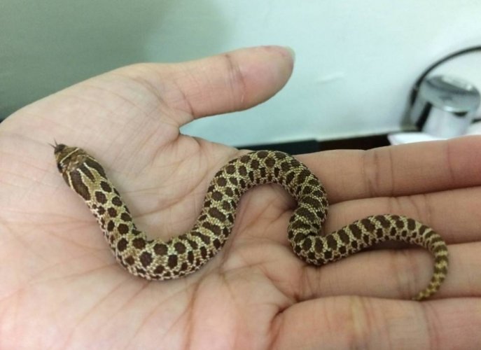 豬鼻蛇飼養環境 豬鼻蛇飼養環境