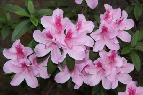 合歡山杜鵑花季