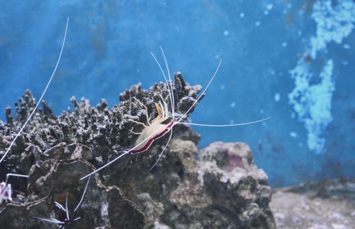澄清湖水族館
