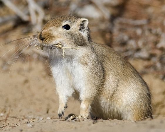 沙鼠平均壽命 沙鼠平均壽命