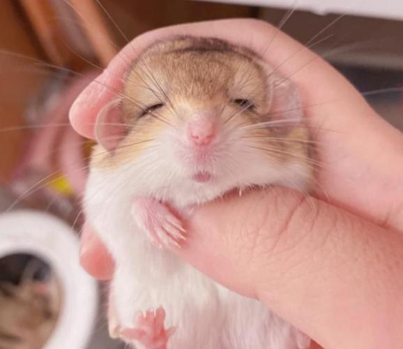 通心粉鼠籠子選擇