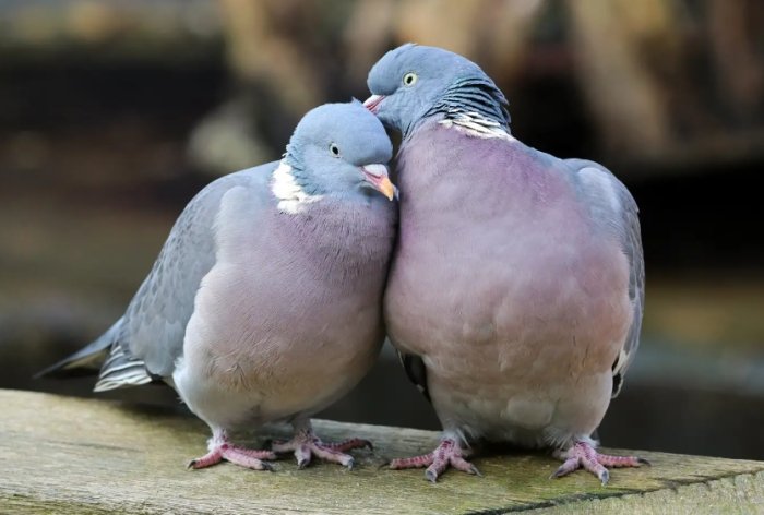 鴿子孵蛋行為 鴿子孵蛋行為