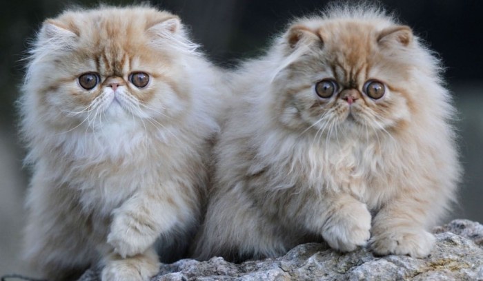 波斯貓顏色種類