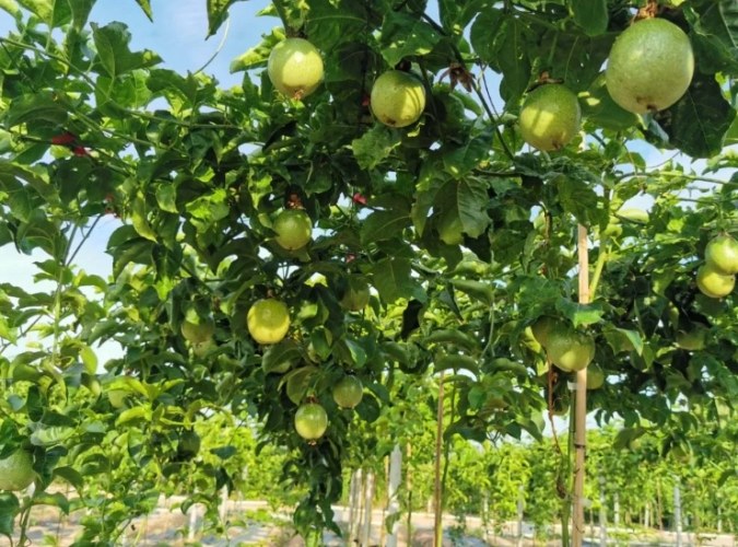 百香果食譜 百香果食譜