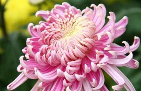 菊花象徵意義 菊花象徵意義