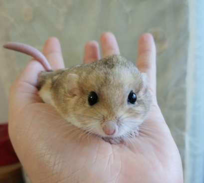 如何照顧沙鼠 如何照顧沙鼠