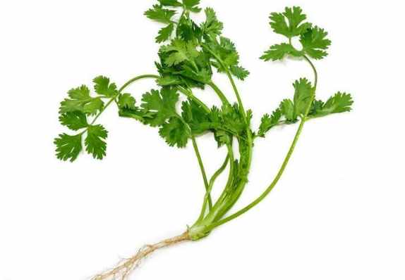 香菜健康影響 香菜健康影響