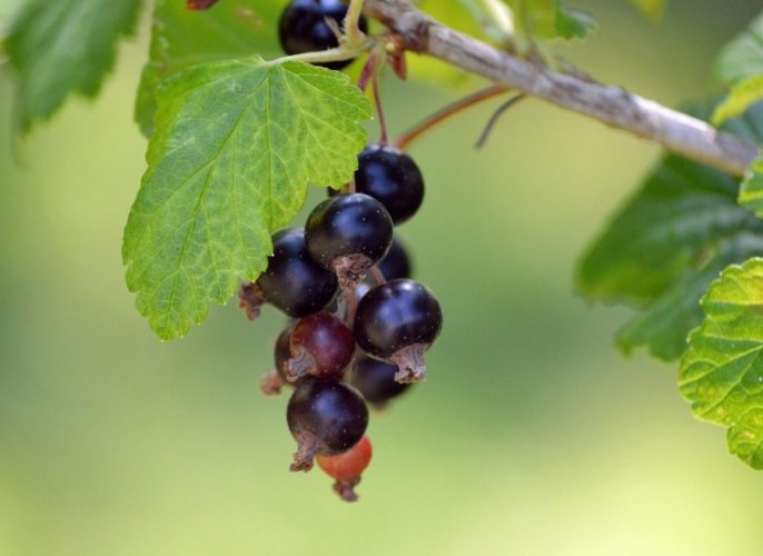 黑醋栗 與 藍莓 比較