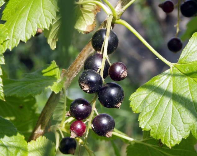 黑醋栗營養價值 黑醋栗營養價值