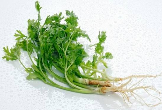 香菜料理方法