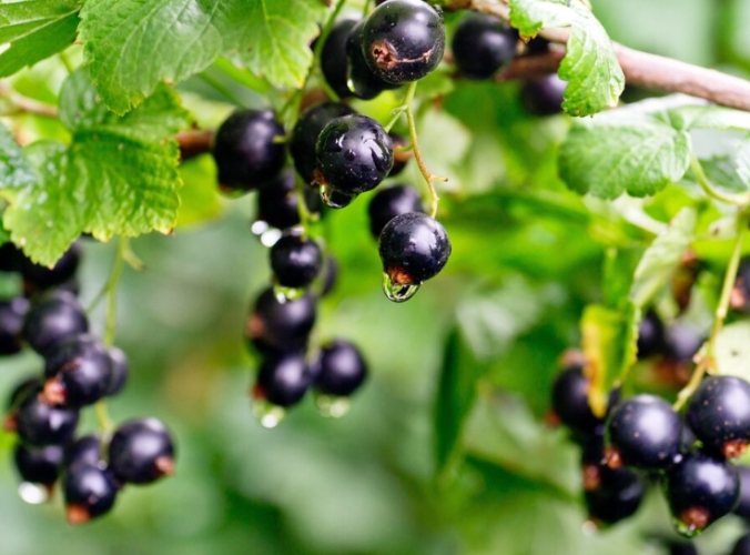 黑醋栗怎麼吃 黑醋栗怎麼吃