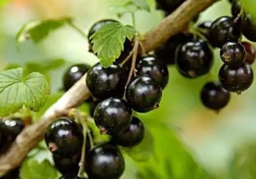 黑醋栗怎麼吃 黑醋栗怎麼吃